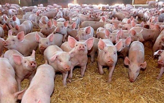 Șapte focare de pestă porcină africană sunt în județul Constanța » Ordinea.RO