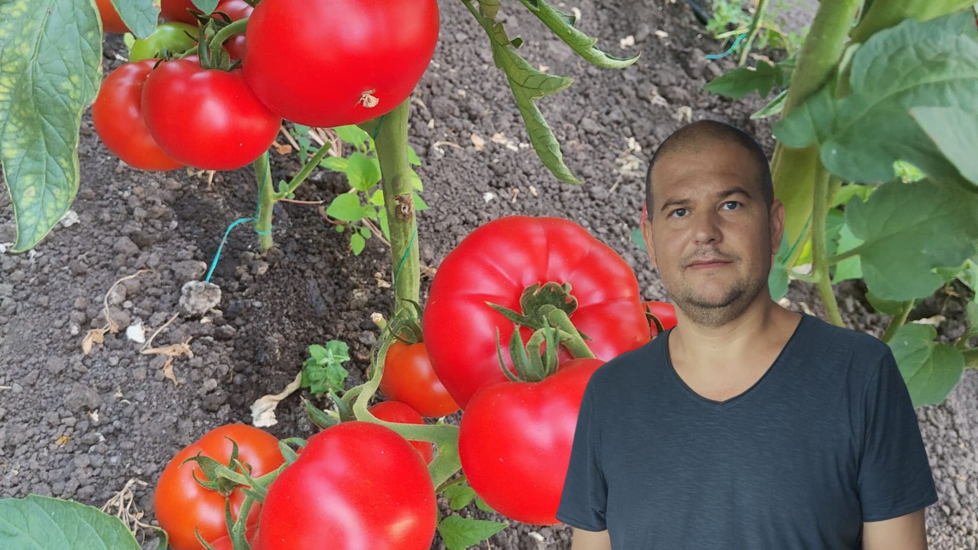 Cât de mult a scăzut prețul tomatelor? - Revista Ferma