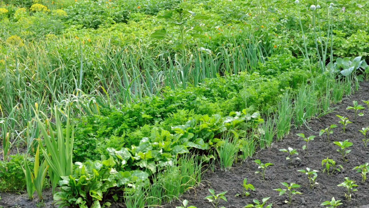 Trichoderma – rețetă. Cum se obține ciuperca-tratament pentru legume și pomi