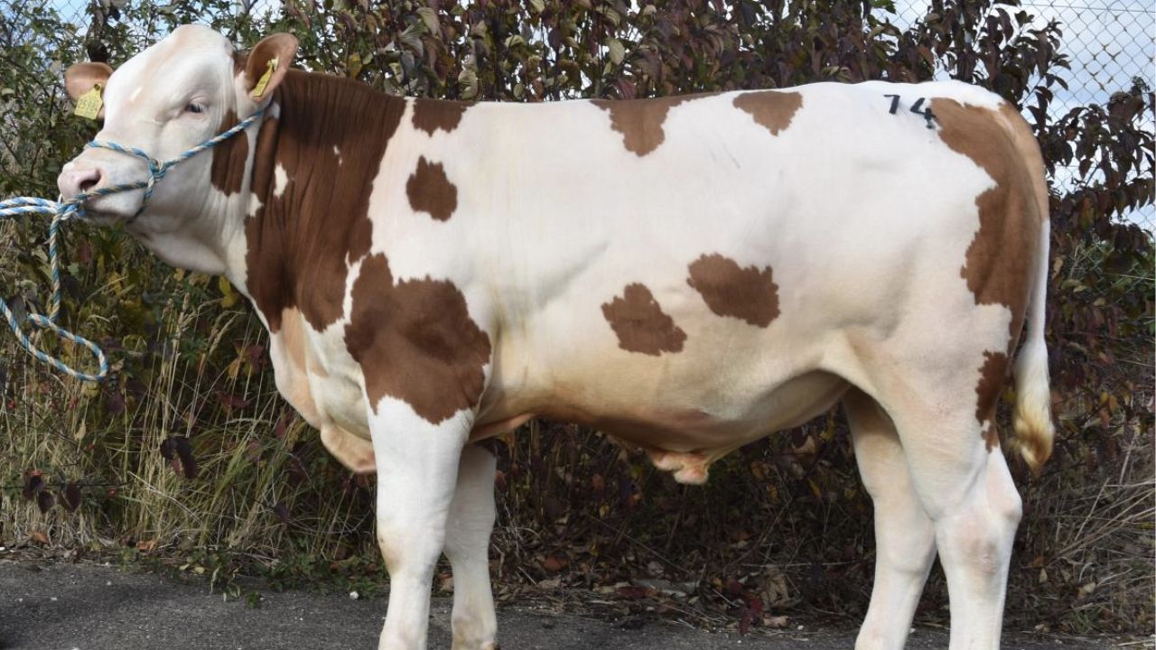 Un taur din rasa Simmental a fost vândut cu 140.000 de euro la un târg de bovine